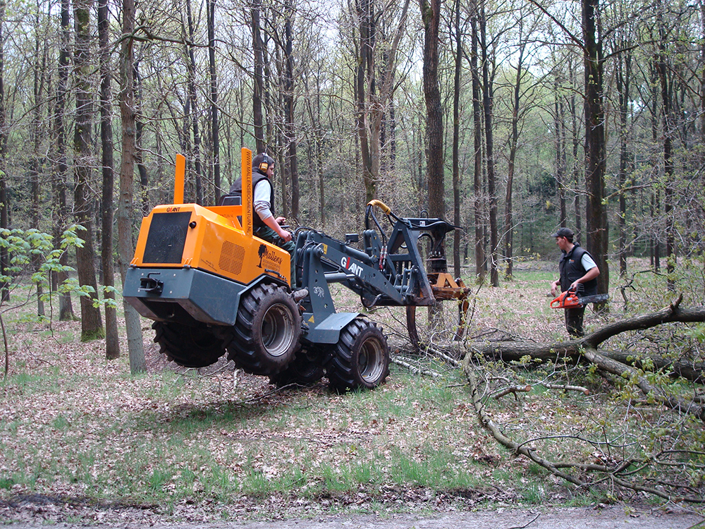 uitdunnen-bos-goirle-05